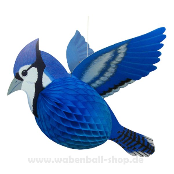 Vogel - Blue Jay